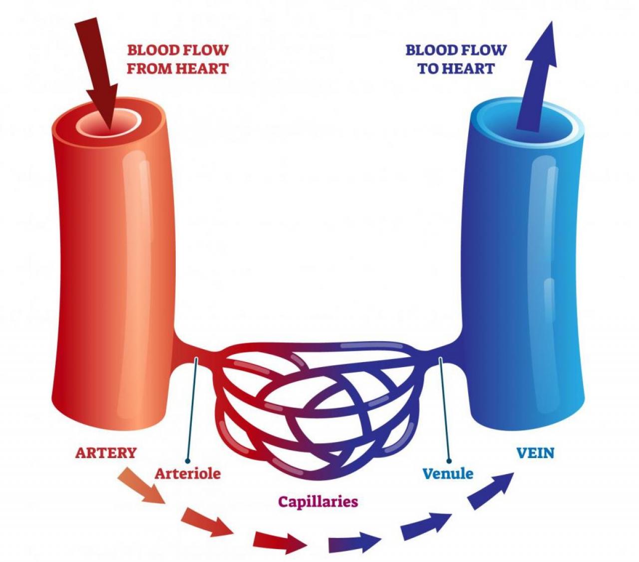 HHT Information | ColumbiaDoctors